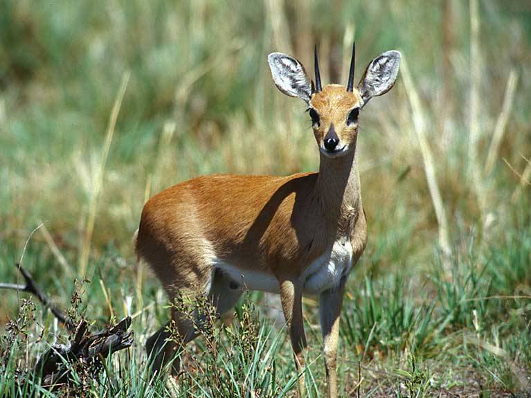 Steenbok , Raphicerus campestris